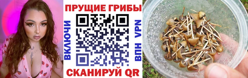 Галлюциногенные грибы GOLDEN TEACHER  Норильск 